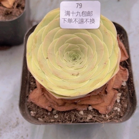 E****y79 山地玫瑰基地直发不包损
