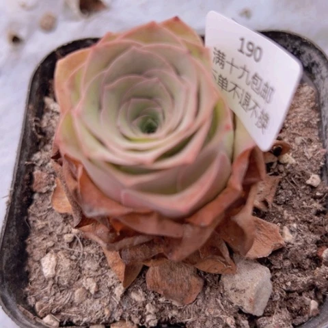 190 山地玫瑰基地不包损