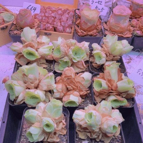 白玉鸡蛋花球玫瑰