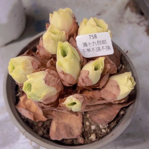 黛****深758 山地玫瑰基地不包损