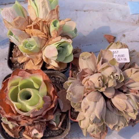 557 山地玫瑰基地不包损