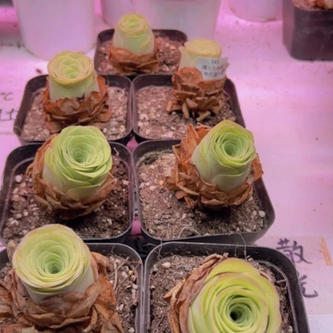 545 山地玫瑰基地