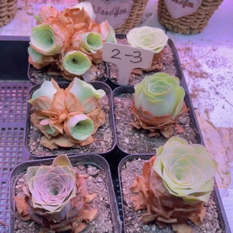 逃*2-3 山地玫瑰一物一拍