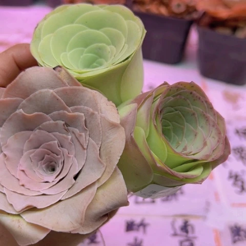 248 山地玫瑰基地福利不包损