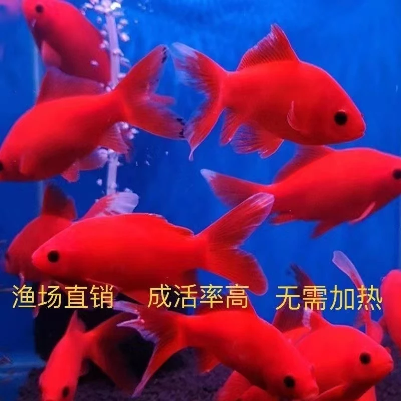 【渔场直发】观赏鱼补款草金长尾好养耐活包活包邮