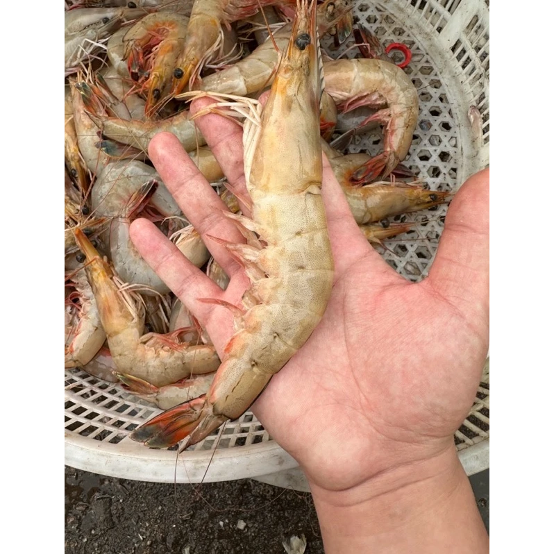 野生海捕大虾 3斤 每斤8-10只 顺丰包邮