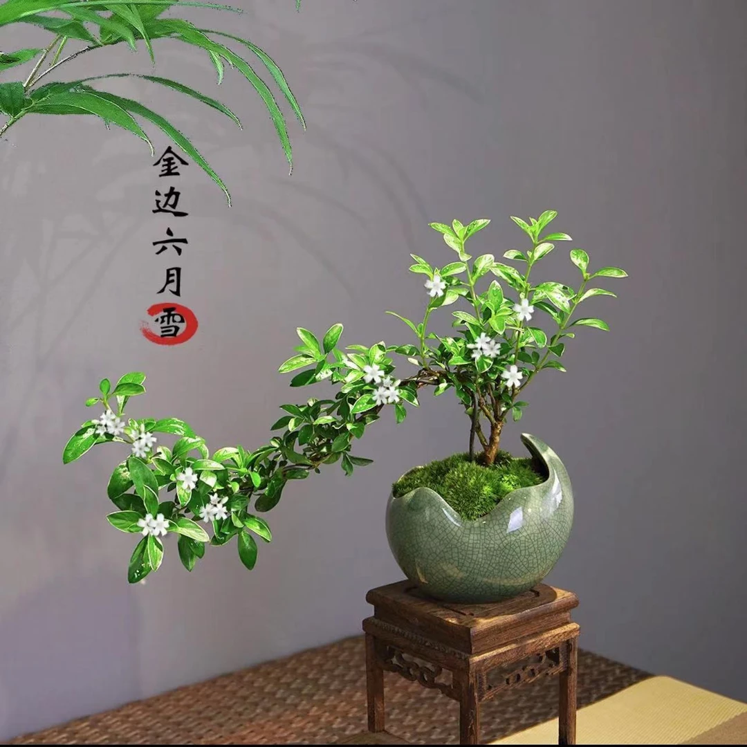 悬崖六月雪含盆加底座美化环境桌面绿植花卉前台美观植物