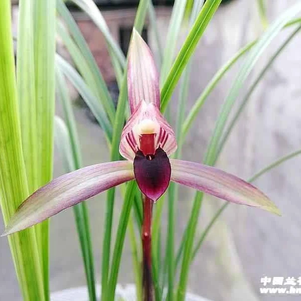 经典红花素花滇红素