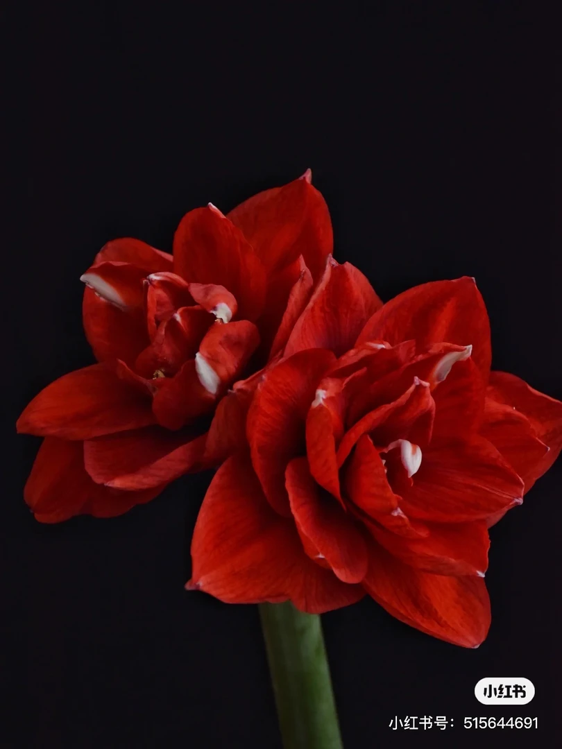 【注定红】朱顶红花花 新年花 圣诞花
