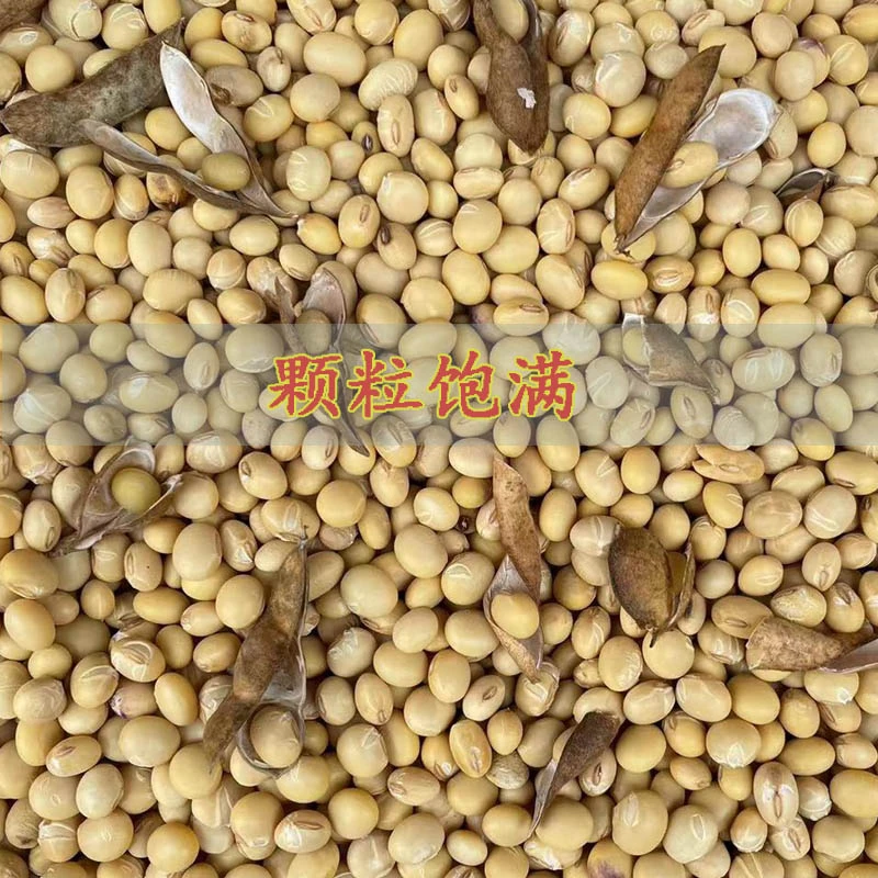 今年晒干新货四川农家非转基因土黄豆子发豆芽做豆腐打豆浆可做种