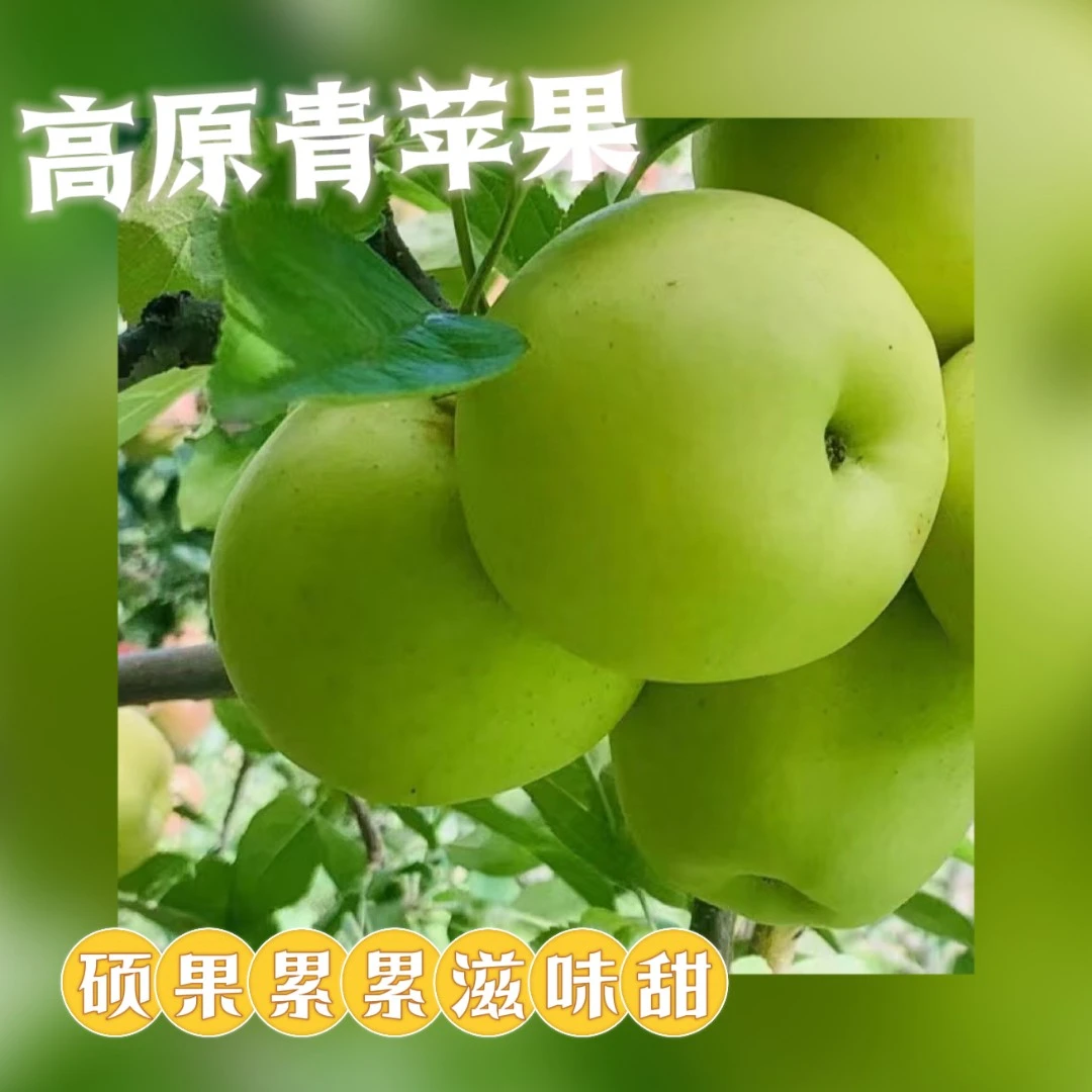 送礼阿坝州小金县高原青苹果产地直销八分甜八分脆两分酸满箱