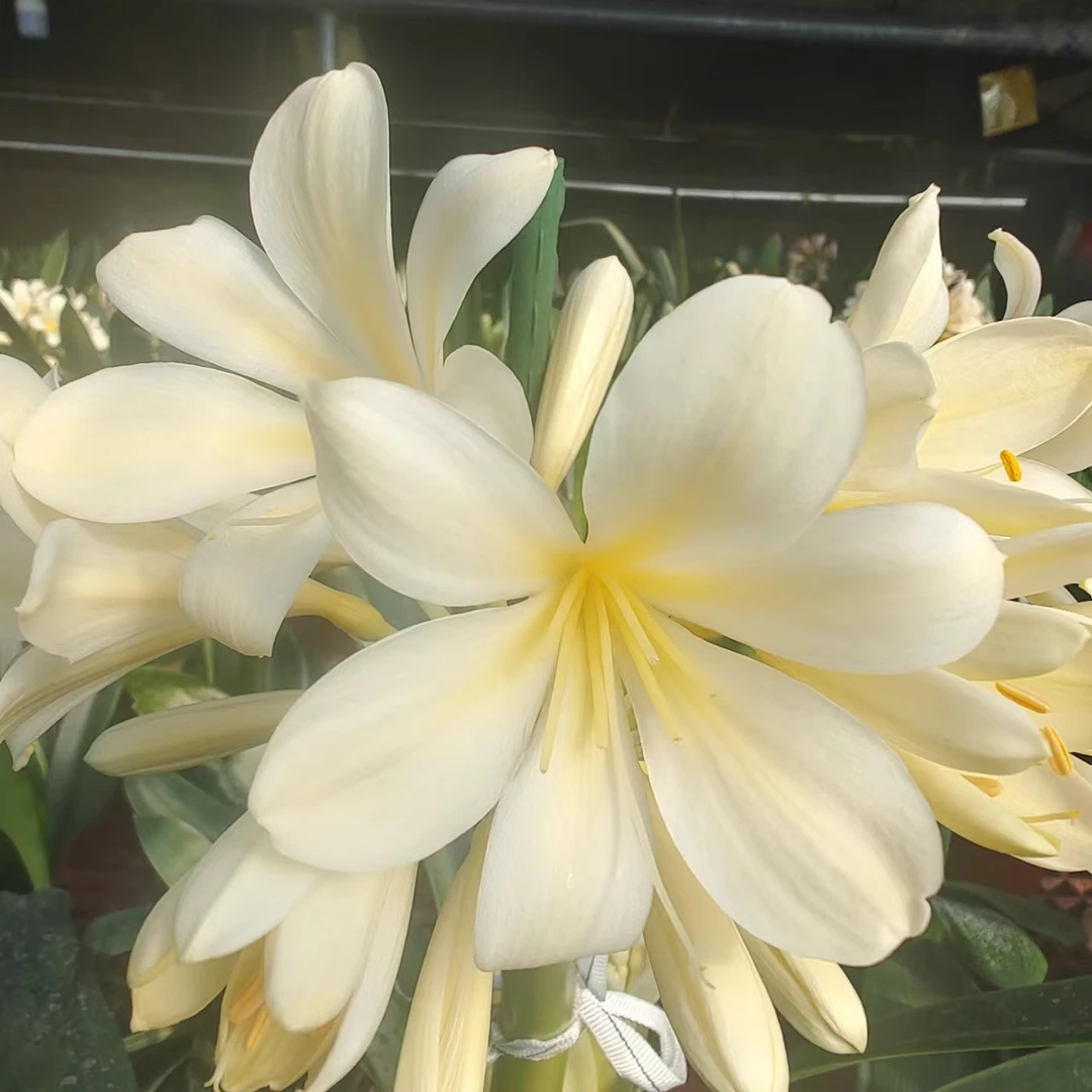 裸根发货君子兰（一物一拍）