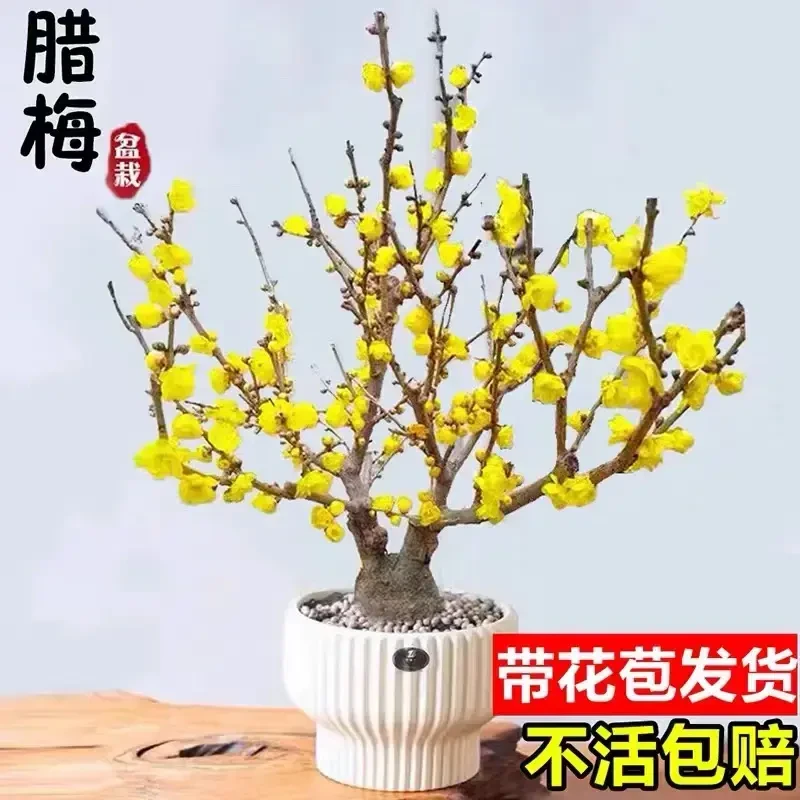 耐寒腊梅浓香【带花苞】二十天开花梅花地栽树苗四季开花卉室外绿植