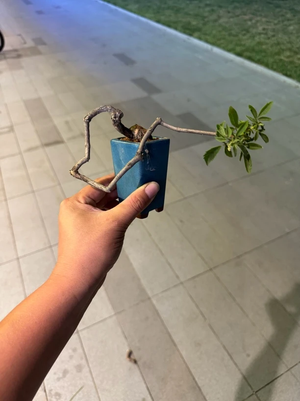 非金属 黄荆盆景素材 生桩 （一物一拍）透气性耐寒种植透明新手