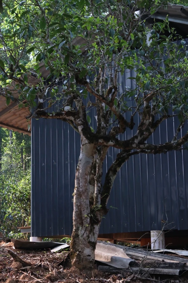 随机福利两泡普洱茶