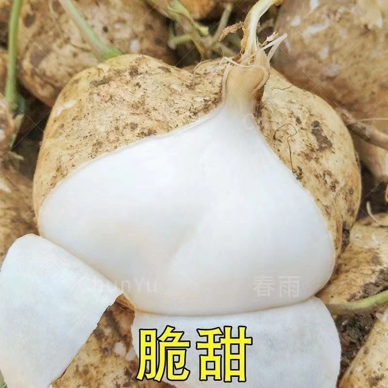 水果地瓜牧马山凉薯肉白脆嫩多汁大白瓤香甜早熟凉薯脆甜如梨