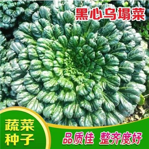 乌塌菜种子高钙保健蔬菜养心菊花菜种子春秋四季播农家易种蔬菜种