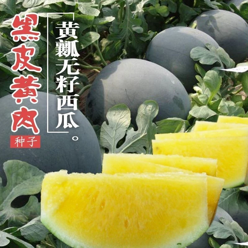 礼品小西瓜种籽黑皮黄心无籽黑玉礼品西瓜早熟水果种子孑