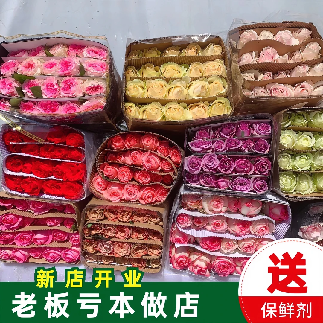 【浮力】随机单色玫瑰云南昆明鲜花基地直发鲜花花瓶摆件客厅插花