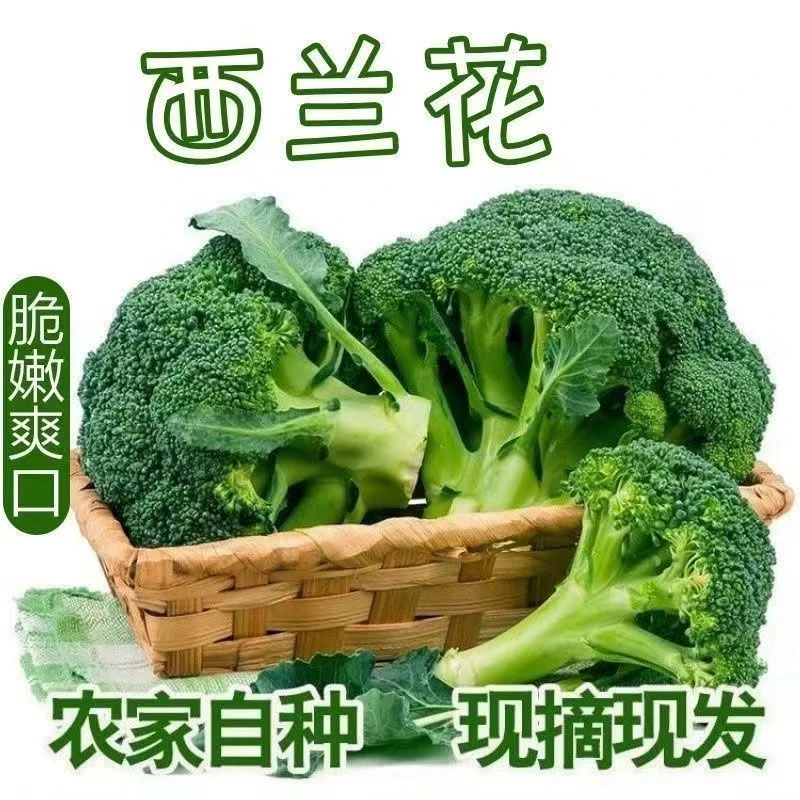 精品新鲜西兰花湖北西兰花现砍现发短柄西兰花青花带箱4.5斤