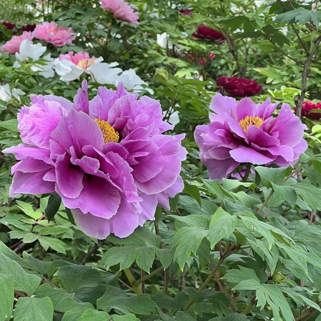 【长寿乐】名品观赏牡丹花