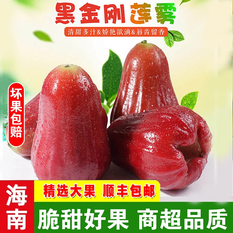 海南黑金刚莲雾 精挑树上熟脆甜 海南特产孕妇大果3斤5斤顺丰快递