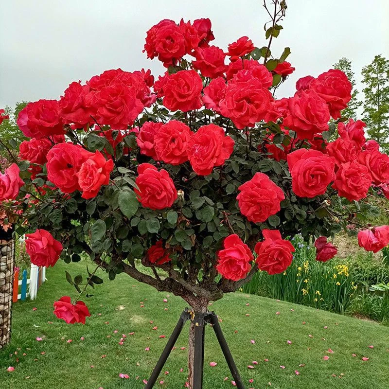 树桩国月欧月季花苗特大花棒棒糖浓香盆栽玫瑰树庭院耐寒四季开