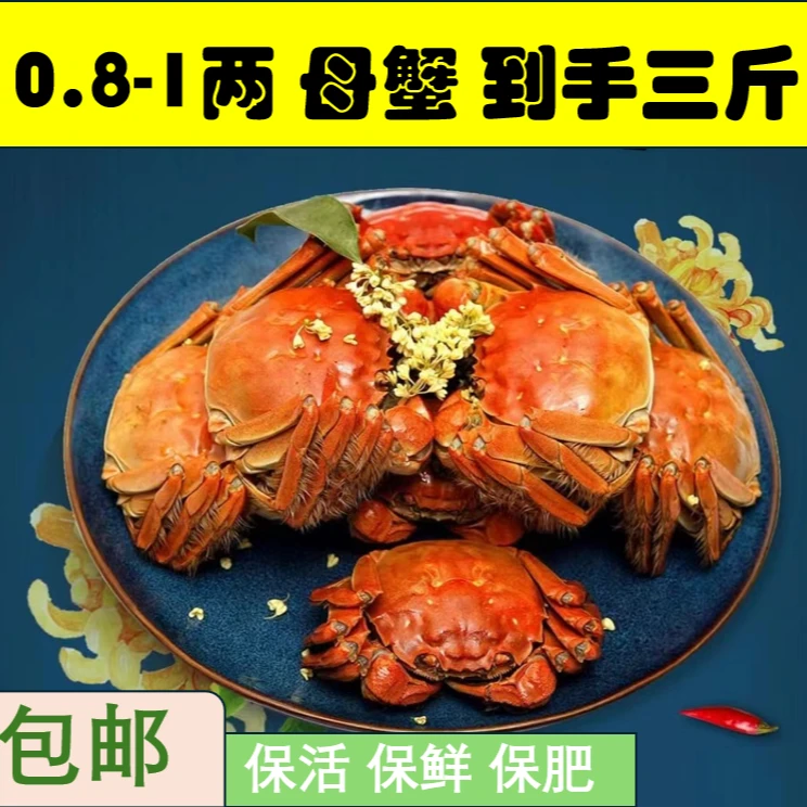 《活蟹》盘锦稻田河蟹 母蟹 规格0.8-1两 到手三斤  冷链发货