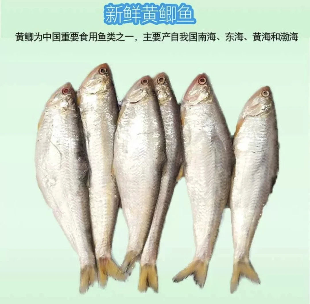 青岛发货 黄鲫鱼（油扣鱼） 5斤包邮