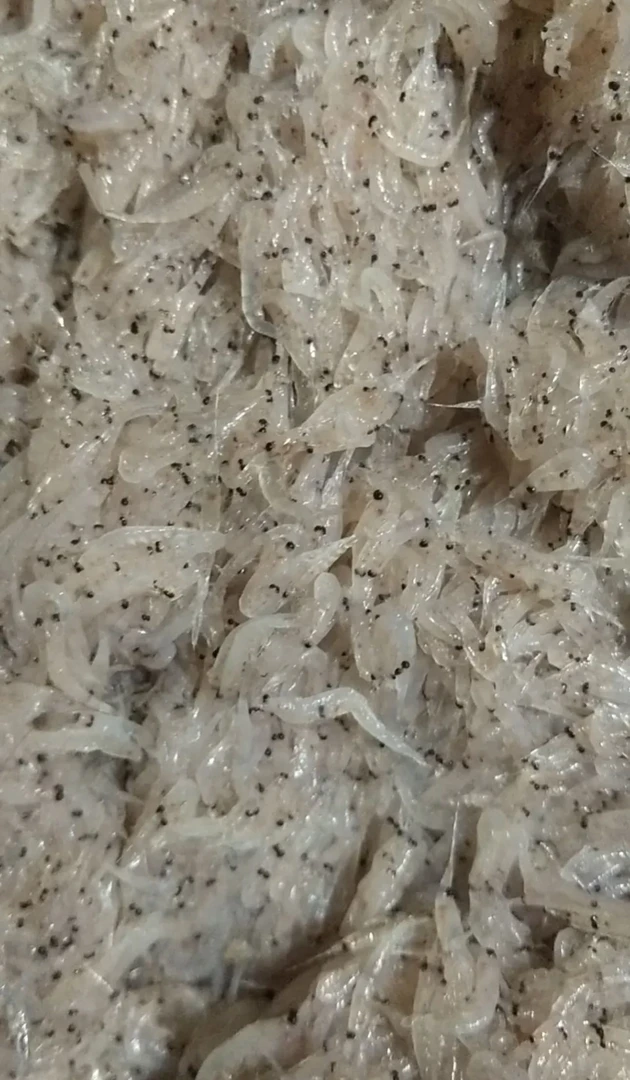 青岛发货 新鲜蜢虾 5斤包邮