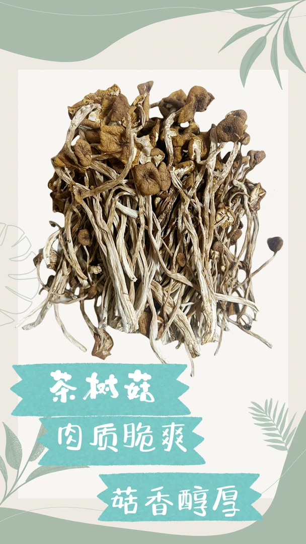 农家茶树菇新货干货不开伞250g-500g包邮