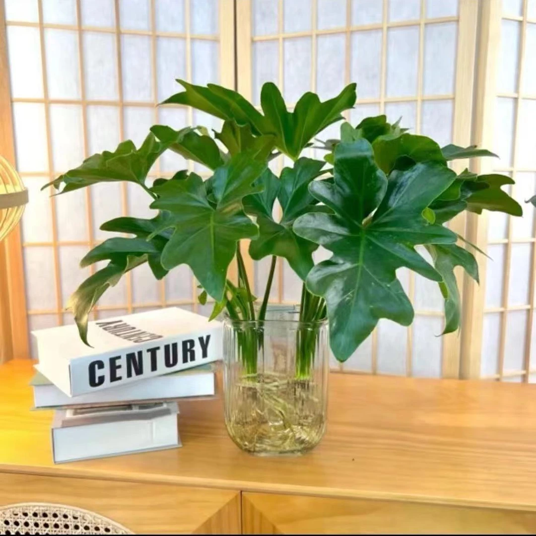 四季常绿观叶植物盆栽室内绿植小天使好养花卉美化水培春羽适合