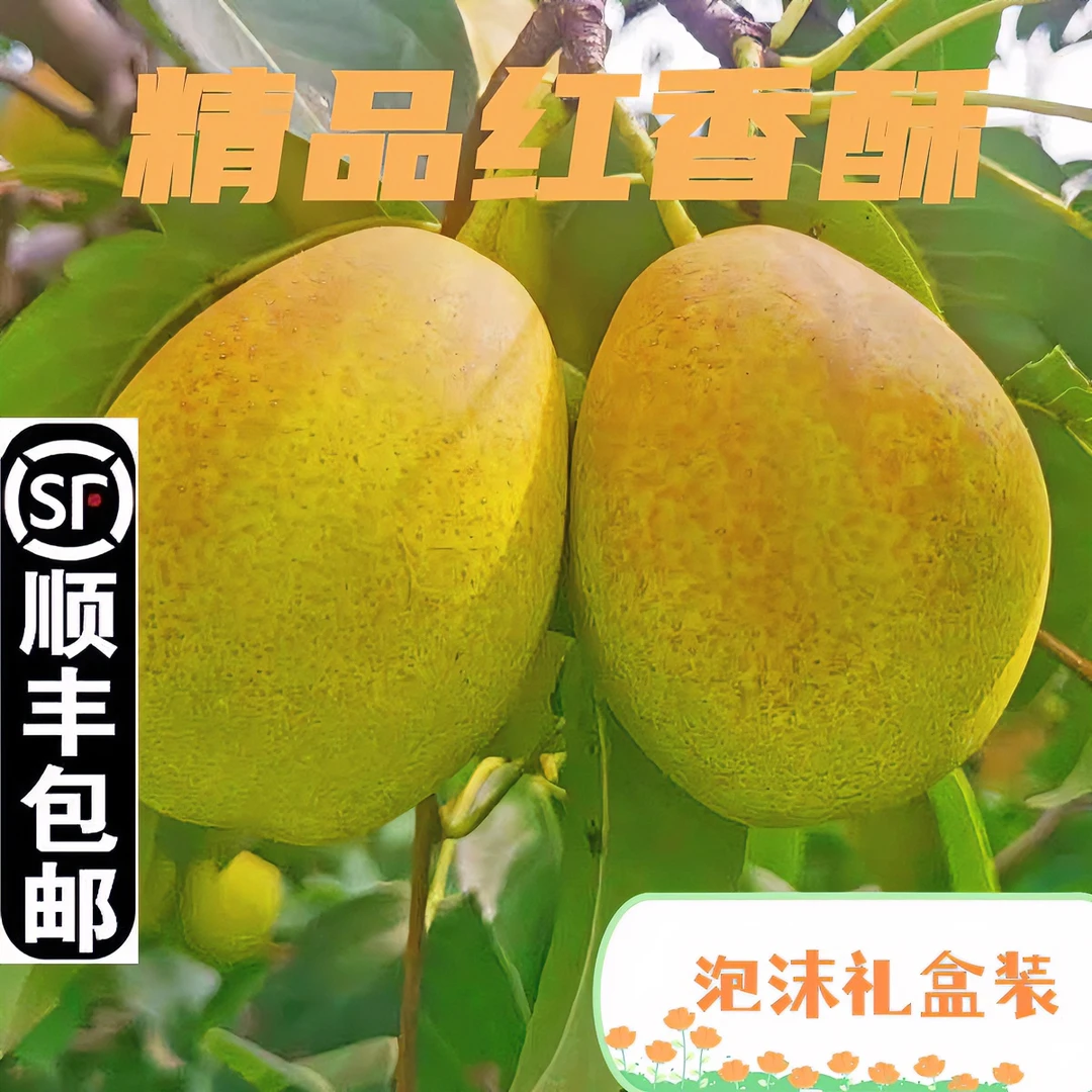 【顺丰包邮】新鲜采摘红香酥梨香脆甘甜皮薄细腻爽口水润多汁5/9斤