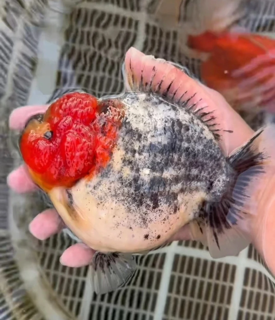 闲雅泰狮兰寿金鱼（直播间实物为准不包邮）