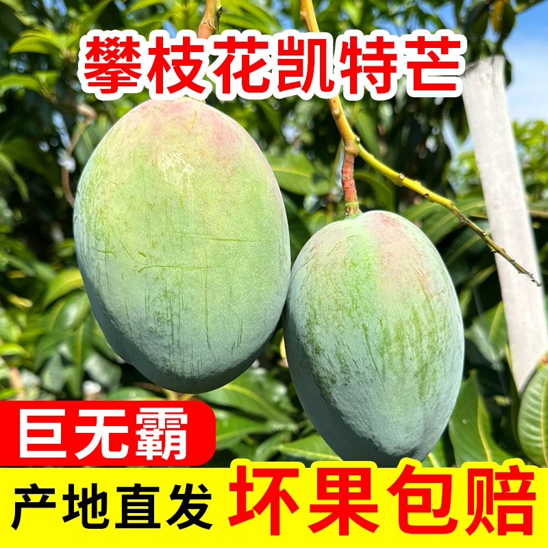 【催熟，放软后食用】攀枝花凯特大芒果应季水果大青芒新鲜超甜多汁