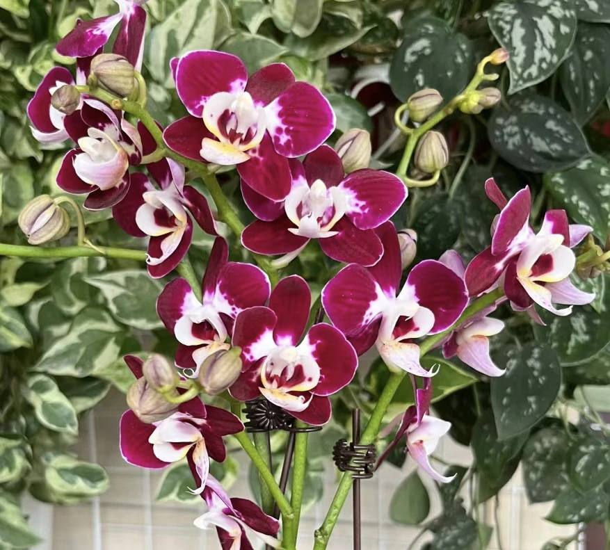 蝴蝶兰【银河】小幻影 抽梗苗无花 黑花系列