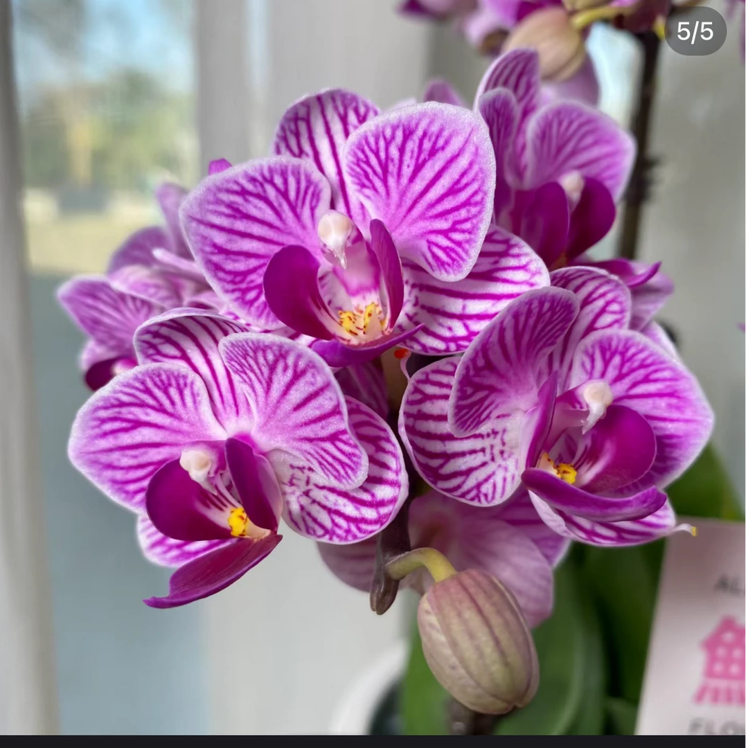 蝴蝶兰【金边小飞象双苗】成熟苗 无花