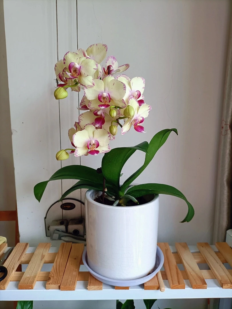 蝴蝶兰【绿闪电带花剑】闪边蝴蝶兰 会返租