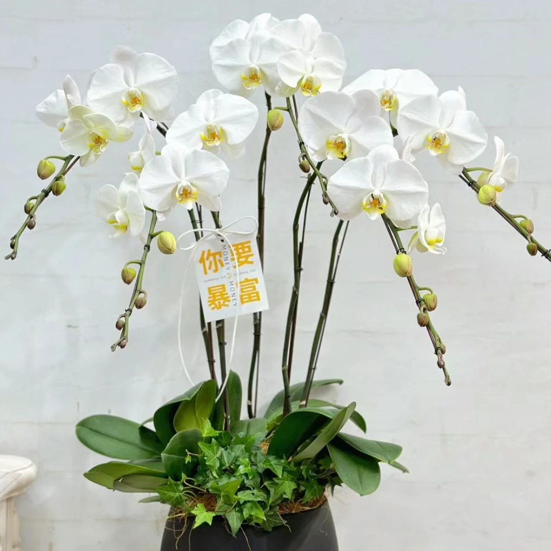 蝴蝶兰尾货大白成熟苗 无花剑 无花,大花型