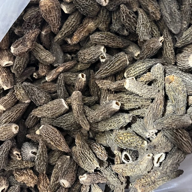 【小蒲推荐】云南山货羊肚菌全剪脚