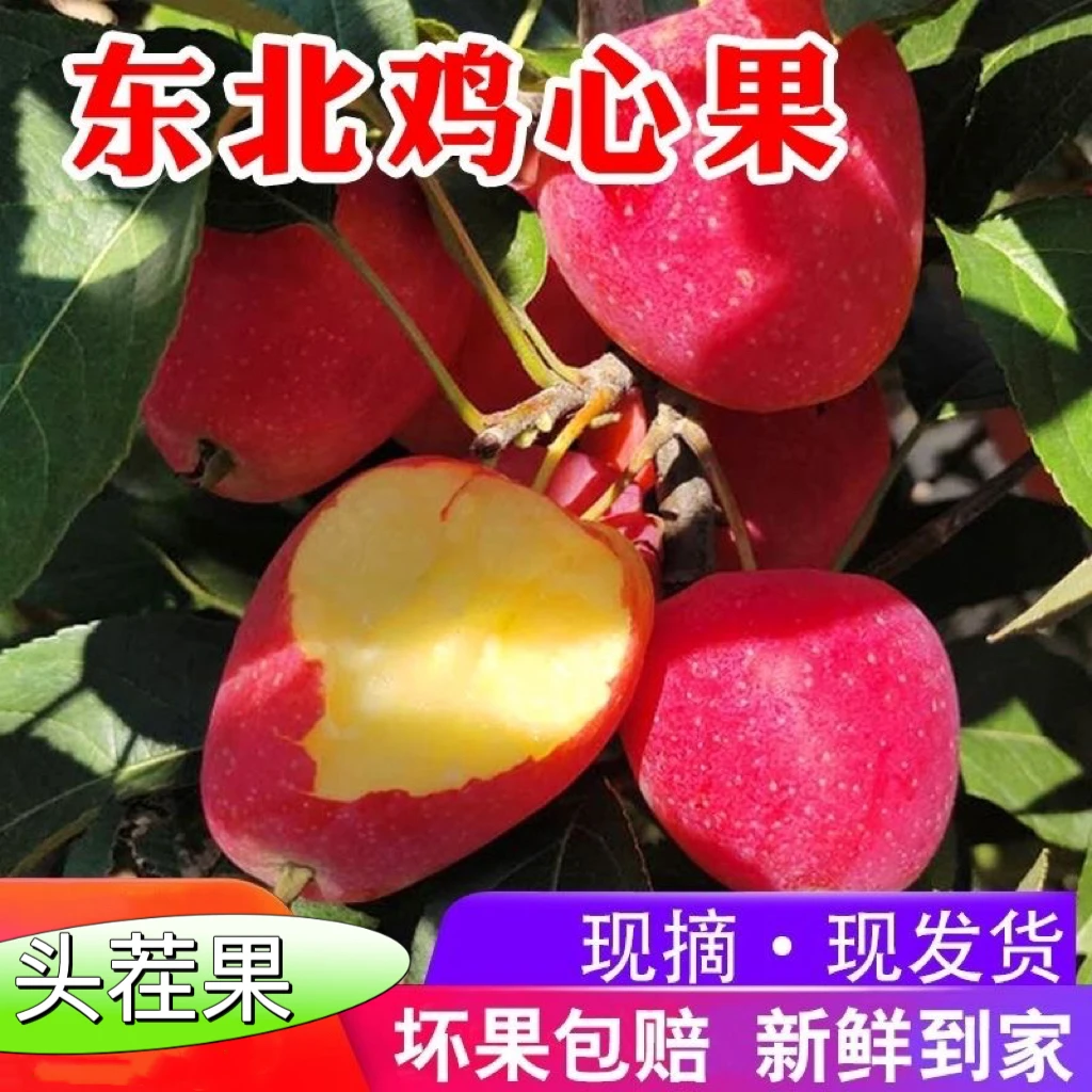 东北辽宁铁岭特产鸡心果海棠果孕妇水果香甜脆2/3/5斤包邮