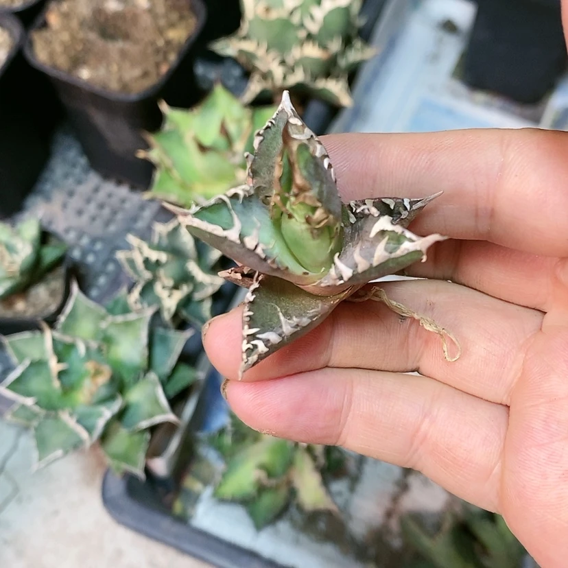 【闪购商品】红猫顶芽