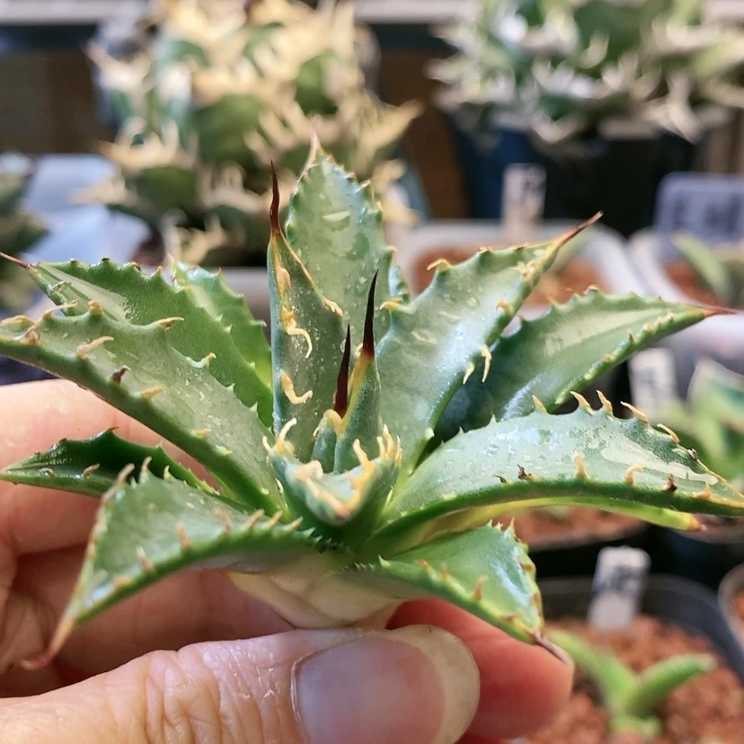 【闪购商品】妖艳eb