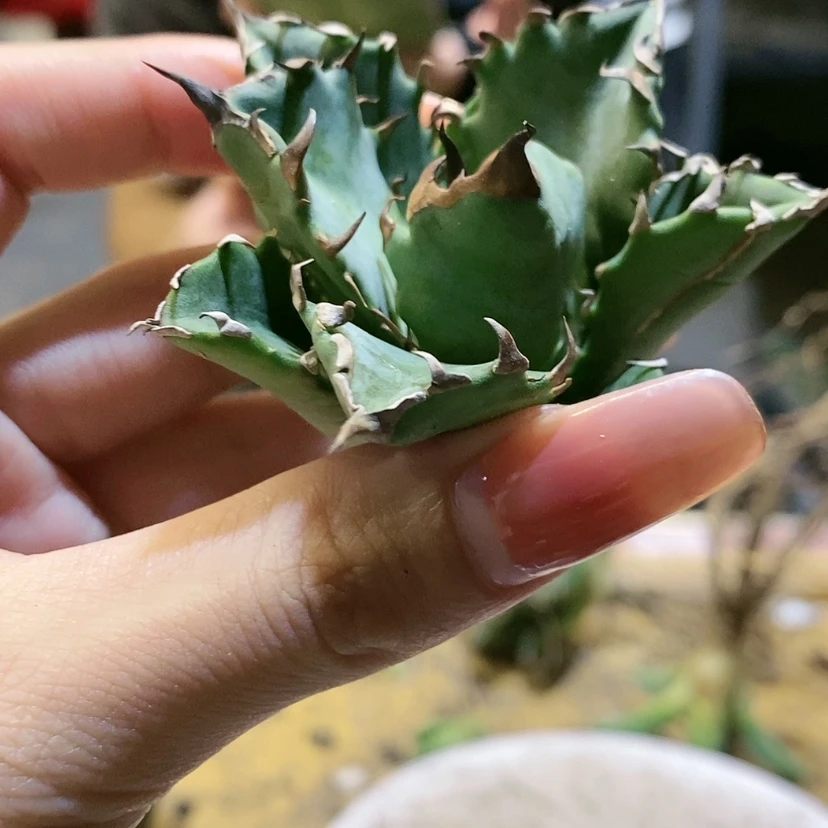 【闪购商品】姬仁顶芽