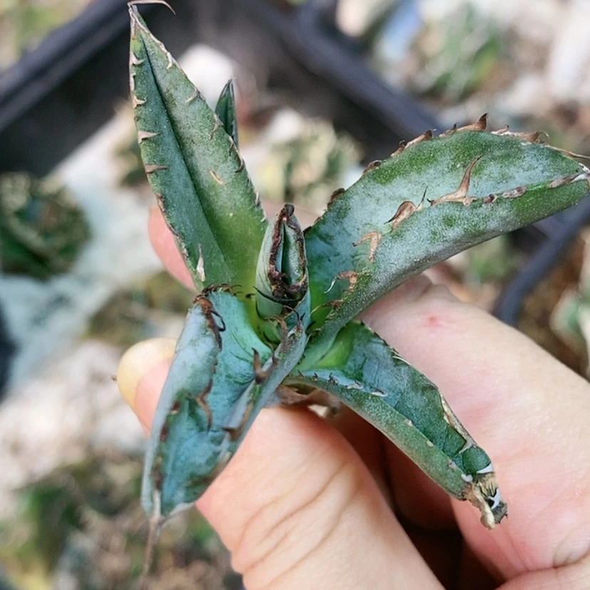 【闪购商品】蓝鲸顶芽