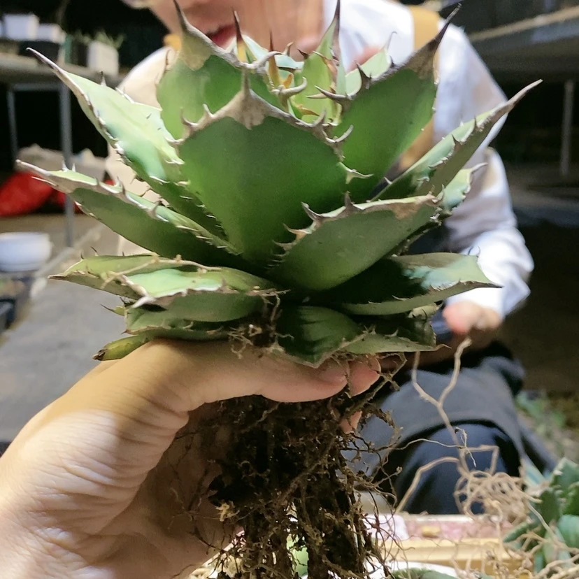 【闪购商品】宝珠大