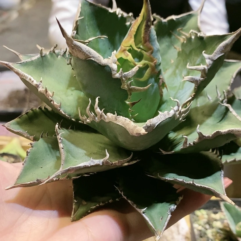 【闪购商品】?****i海王多肉