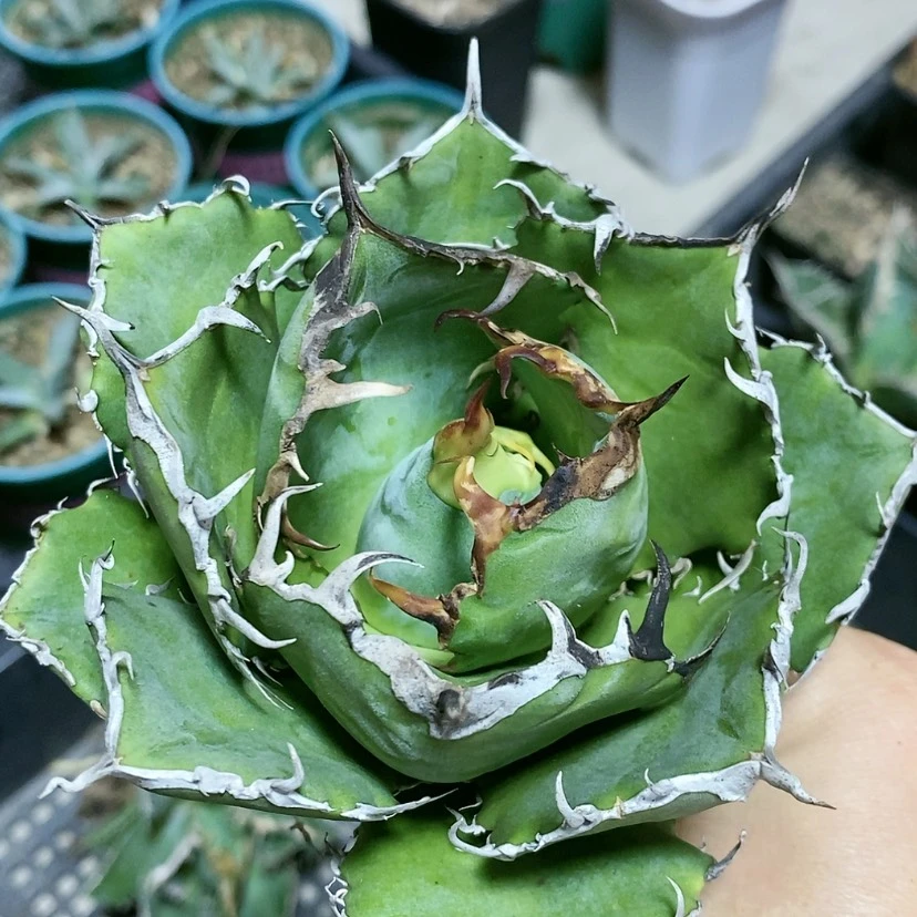 【闪购商品】莫*白鲸多肉