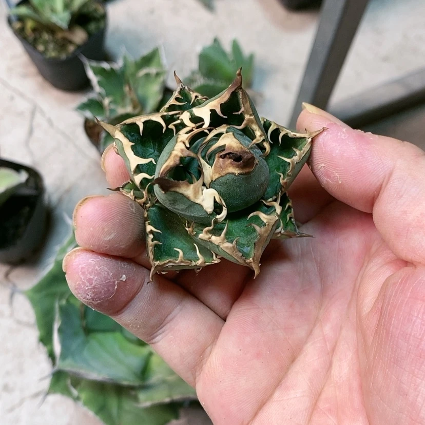 【闪购商品】咕**噜超猫顶芽