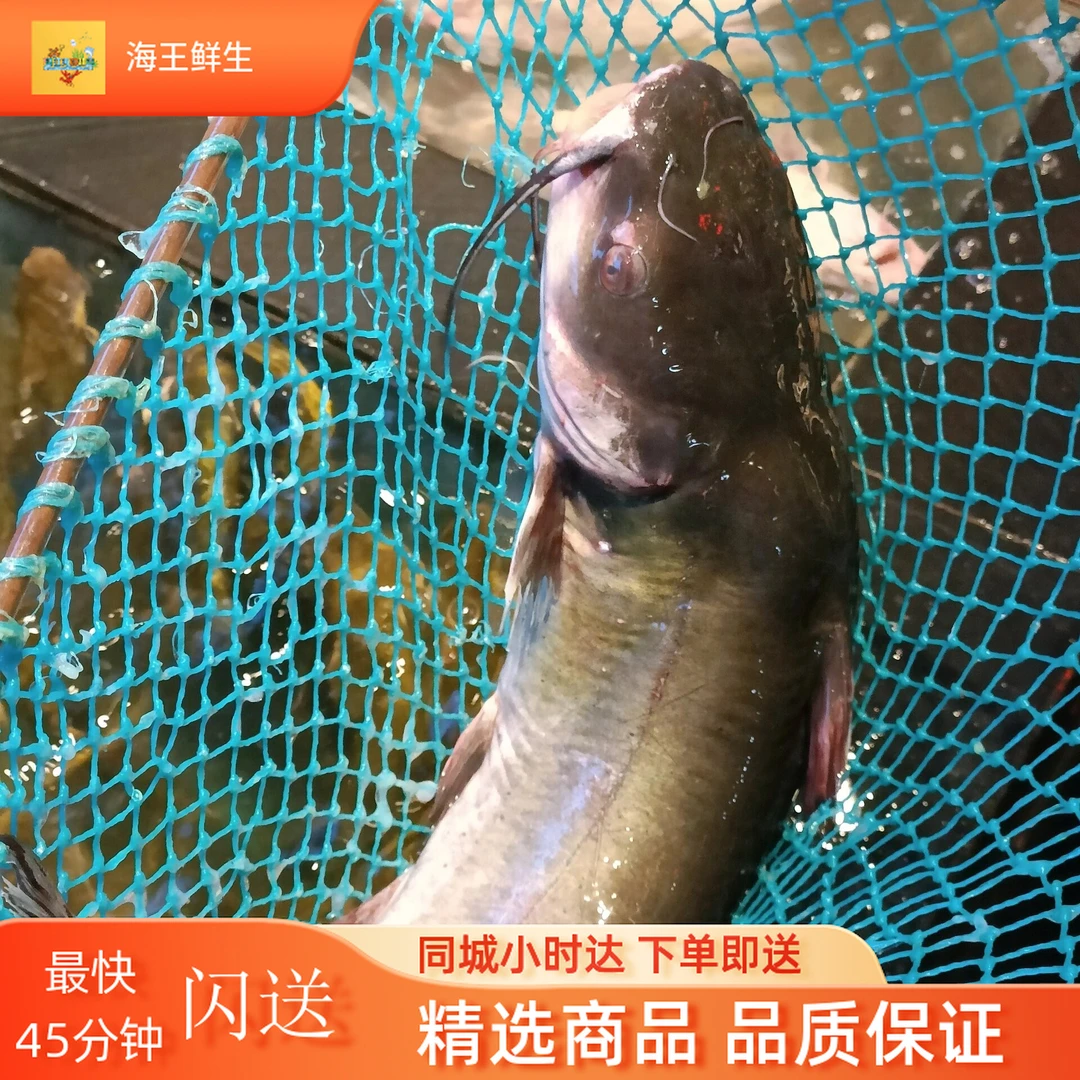 【鲜活鱼】鲜活江团鱼